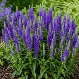   Macskafarkú veronika 'Shirley Blue' (Veronica spicata)
