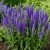 Macskafarkú veronika 'Shirley Blue' (Veronica spicata)