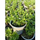 Macskafarkú veronika 'Shirley Blue' (Veronica spicata)