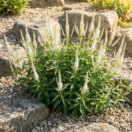 Virginiani veronika 'Albiflorum' (Veronicastrum virginicum)