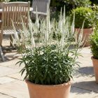 Virginiani veronika 'Albiflorum' (Veronicastrum virginicum)