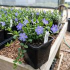Kis meténg (Vinca minor)