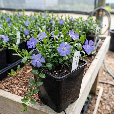 Kis meténg (Vinca minor)