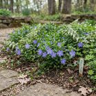Kis meténg (Vinca minor)