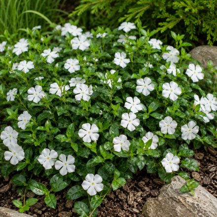 Kis meténg 'Alba' (Vinca minor)