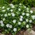 Kis meténg 'Alba' (Vinca minor)