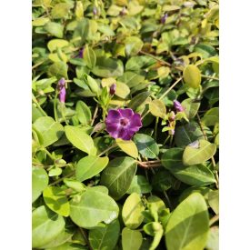 Kis meténg 'Atropurpurea' (Vinca minor)