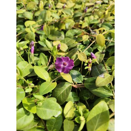 Kis meténg 'Atropurpurea' (Vinca minor)
