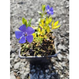 Kis meténg 'Illumination' (Vinca minor)