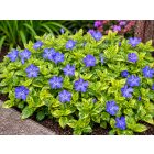 Kis meténg 'Imagine' (Vinca minor)