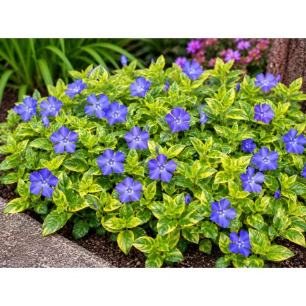 Kis meténg 'Imagine' (Vinca minor)