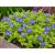 Kis meténg 'Imagine' (Vinca minor)