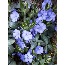 Kis meténg 'La Grave' (Vinca minor)