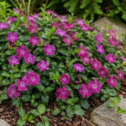 Kis meténg 'Rubra' (Vinca minor)