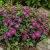 Kis meténg 'Rubra' (Vinca minor)