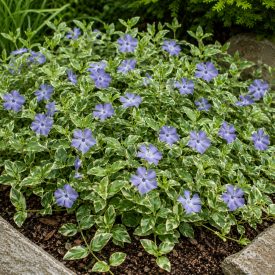  Tarka levelű kis meténg 'Variegata' (Vinca minor)