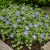 Tarka levelű kis meténg 'Variegata' (Vinca minor)